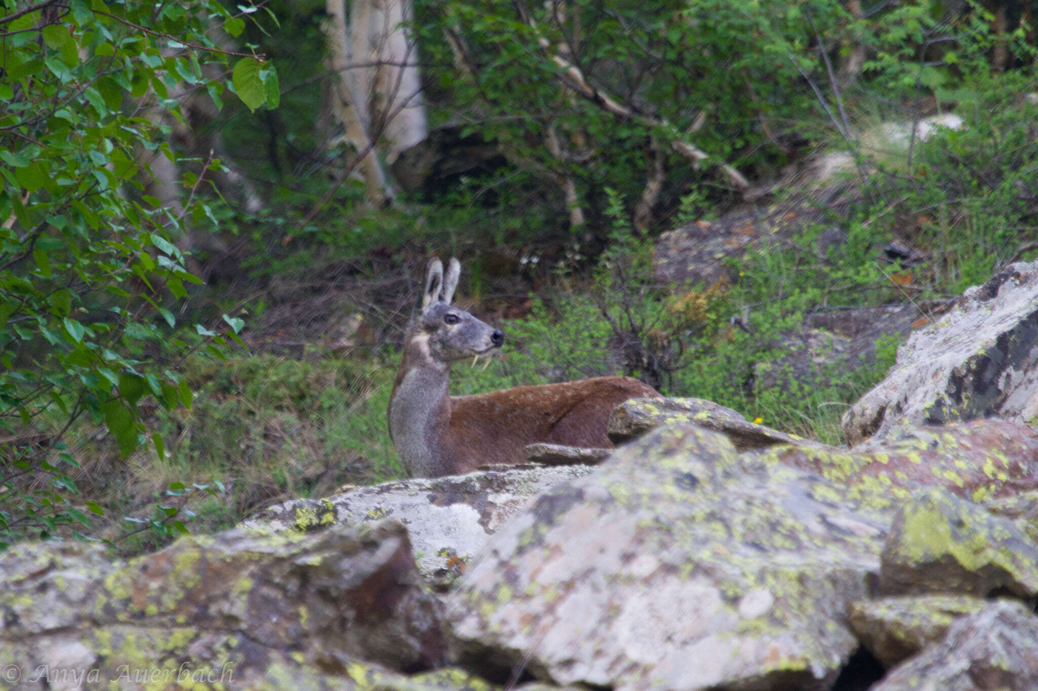 Image of Himalayan Musk Deer