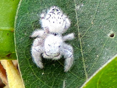 Image of Paraphidippus fartilis (Peckham & Peckham 1888)