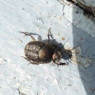 Слика од Onthophagus granulatus Boheman 1858