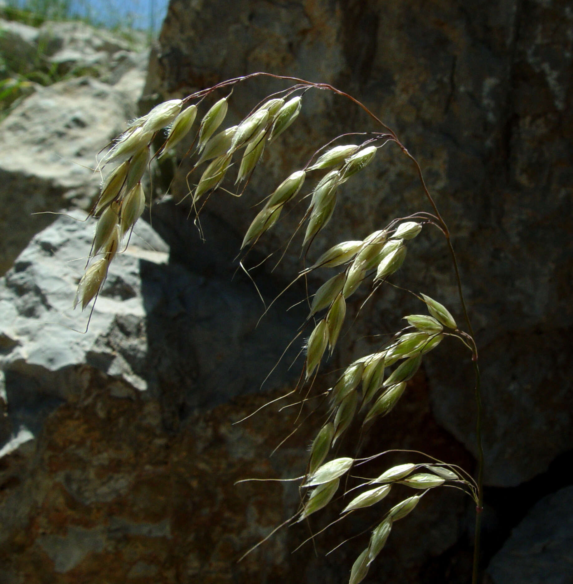 Image of Arrhenatherum palaestinum Boiss.