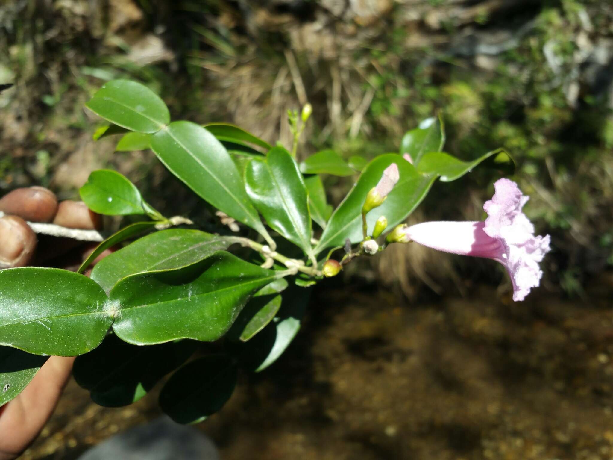 Imagem de Phyllarthron bojeranum DC.