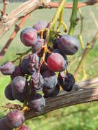 Image of wine grape