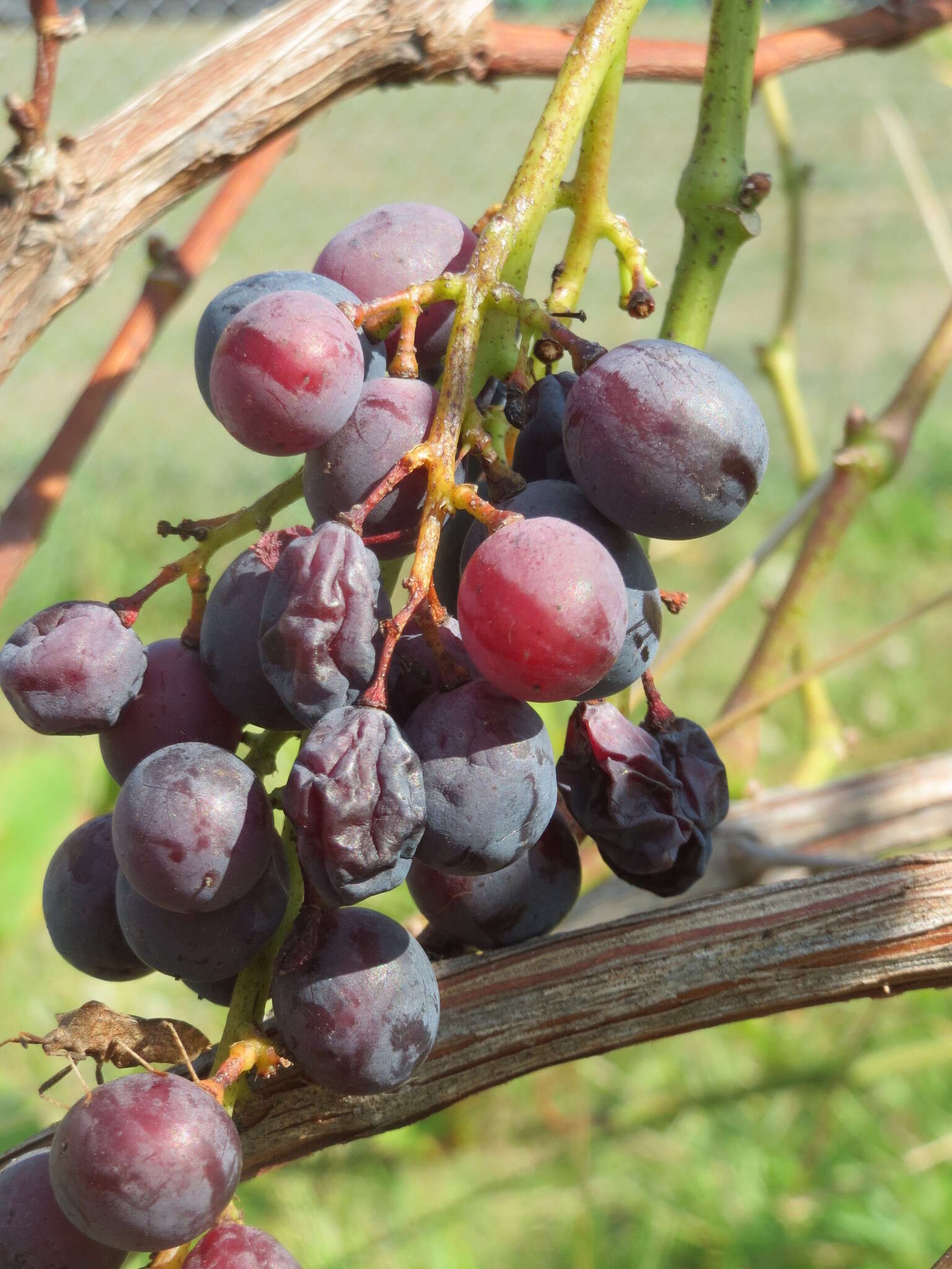 Image of wine grape