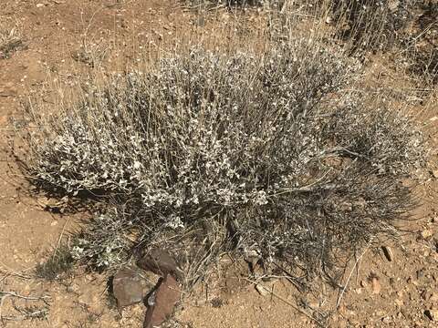 Sivun Encelia actonii Elmer kuva