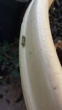 Image of Grapeleaf Skeletonizer