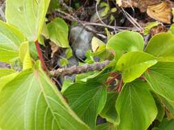 Image de Acalypha grandibracteata Merr.