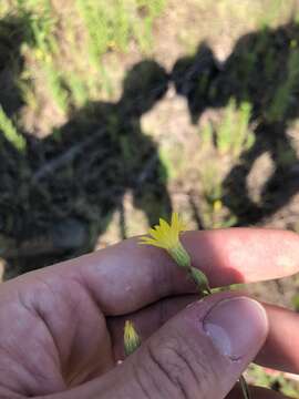 Image of Hooker's scratchdaisy