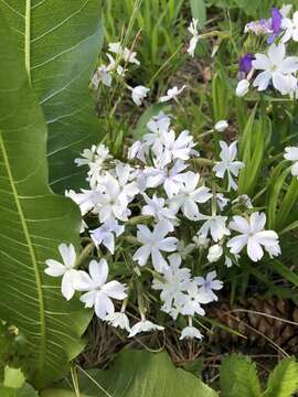 Imagem de Phlox speciosa Pursh