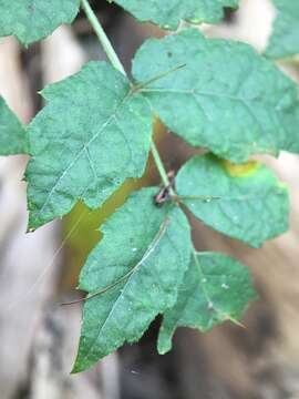 Aralia decaisneana Hance resmi