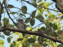 Image of Spotted Owlet