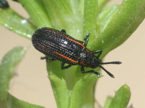 Image of Microrhopala rubrolineata (Mannerheim 1843)