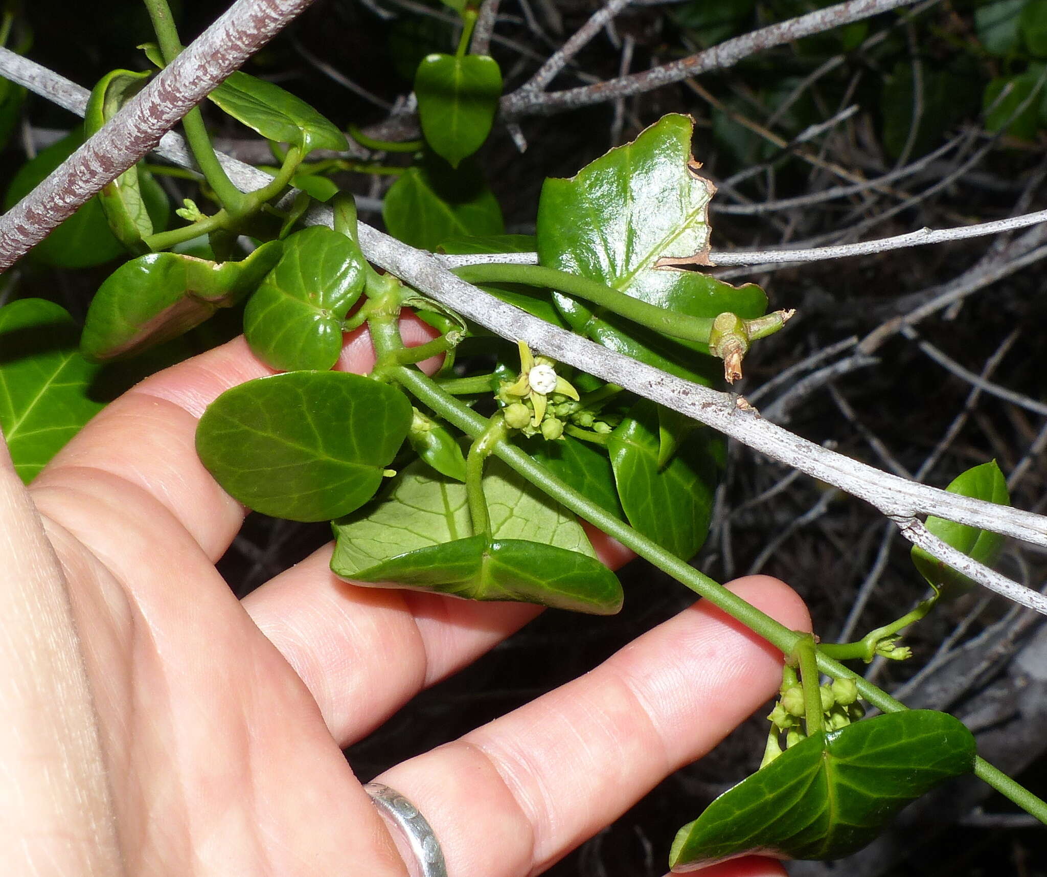 Image of Cynanchum obtusifolium L. fil.