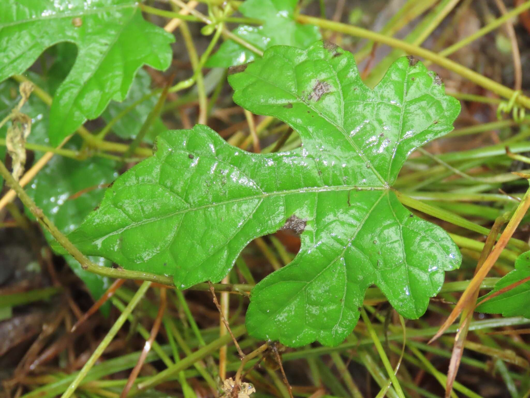 Image of Vitaceae