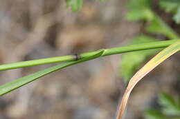 Image of Poa sichotensis Prob.