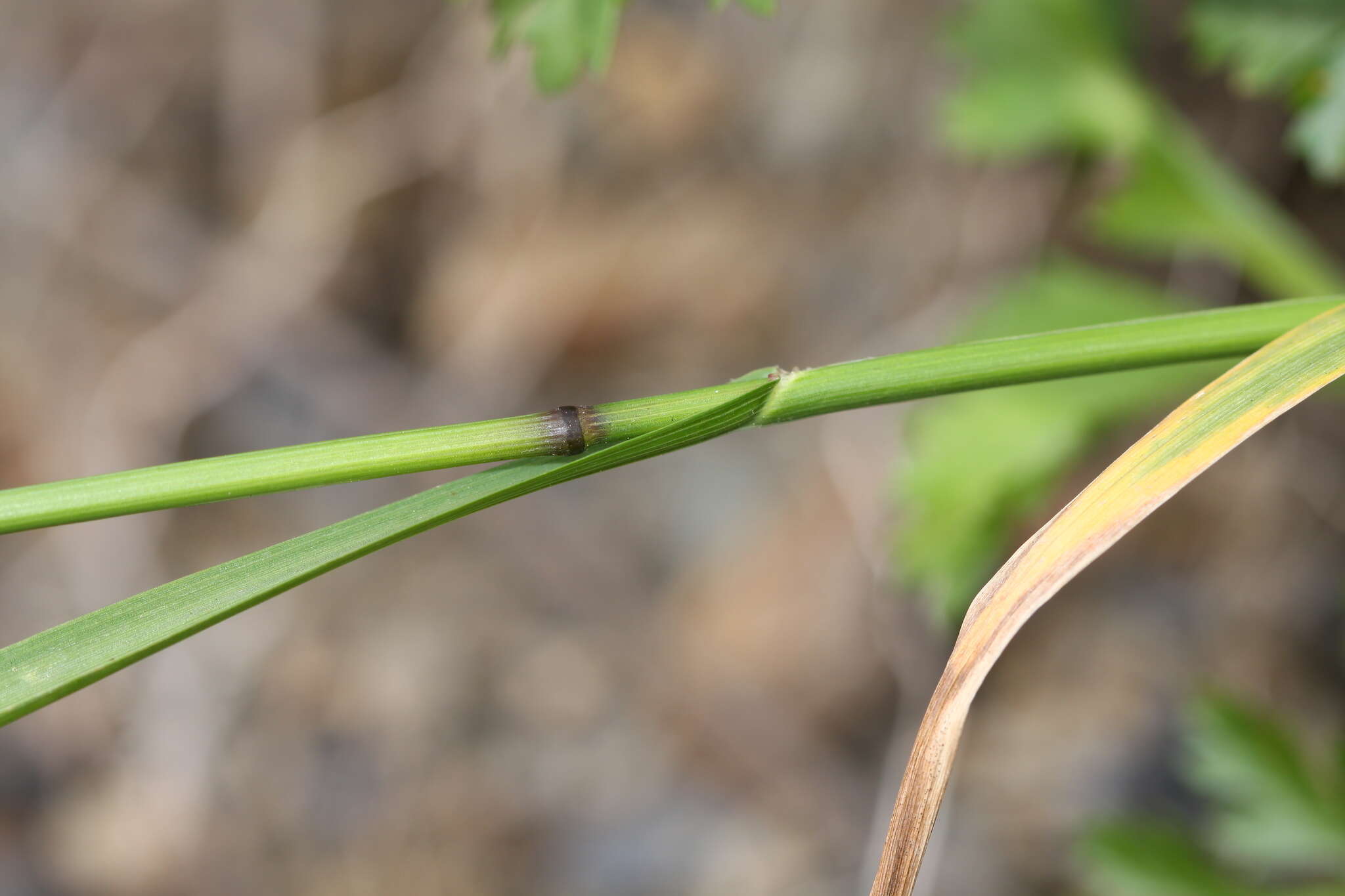 Image of Poa sichotensis Prob.