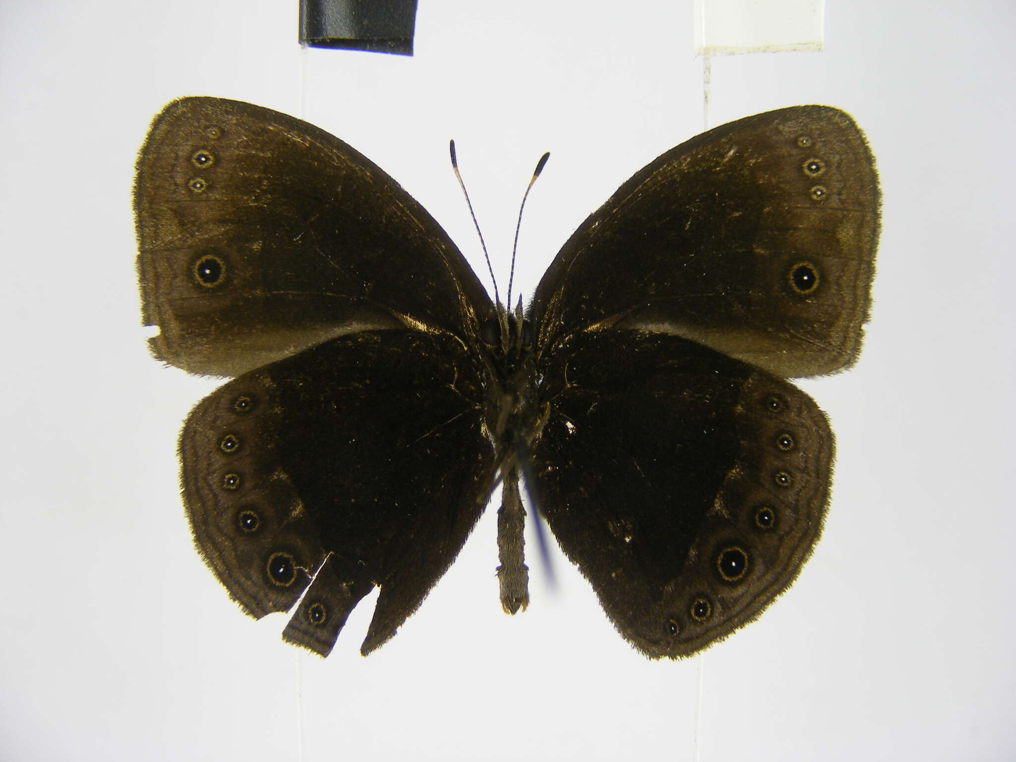 Image of Smith's Bush-brown