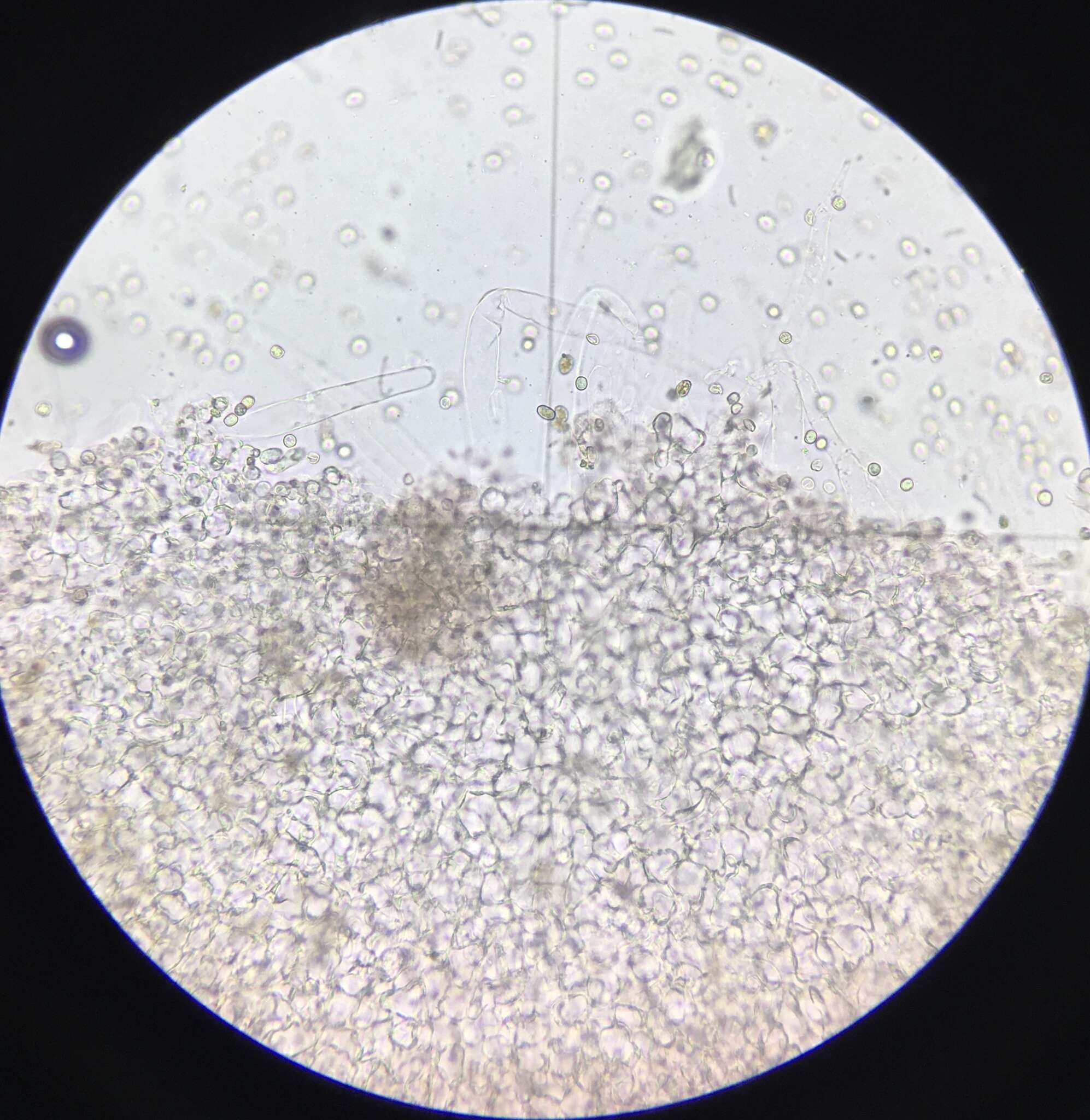 Image of Pluteus velutinus C. K. Pradeep, Justo & K. B. Vrinda 2012