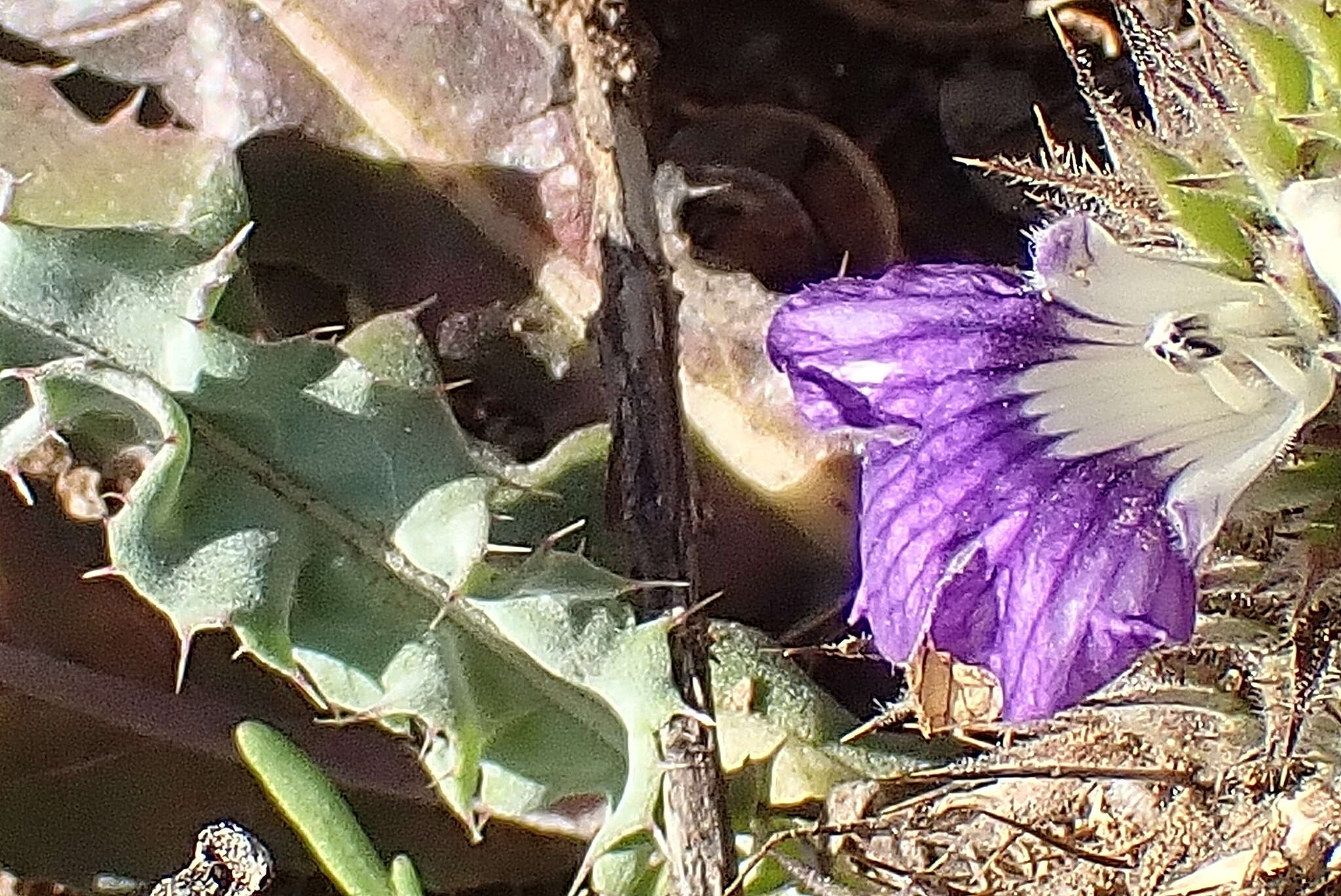 Image de Acanthopsis dispermoides H. M. Steyn