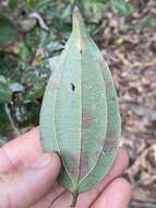 Rhodamnia glauca Bl. resmi