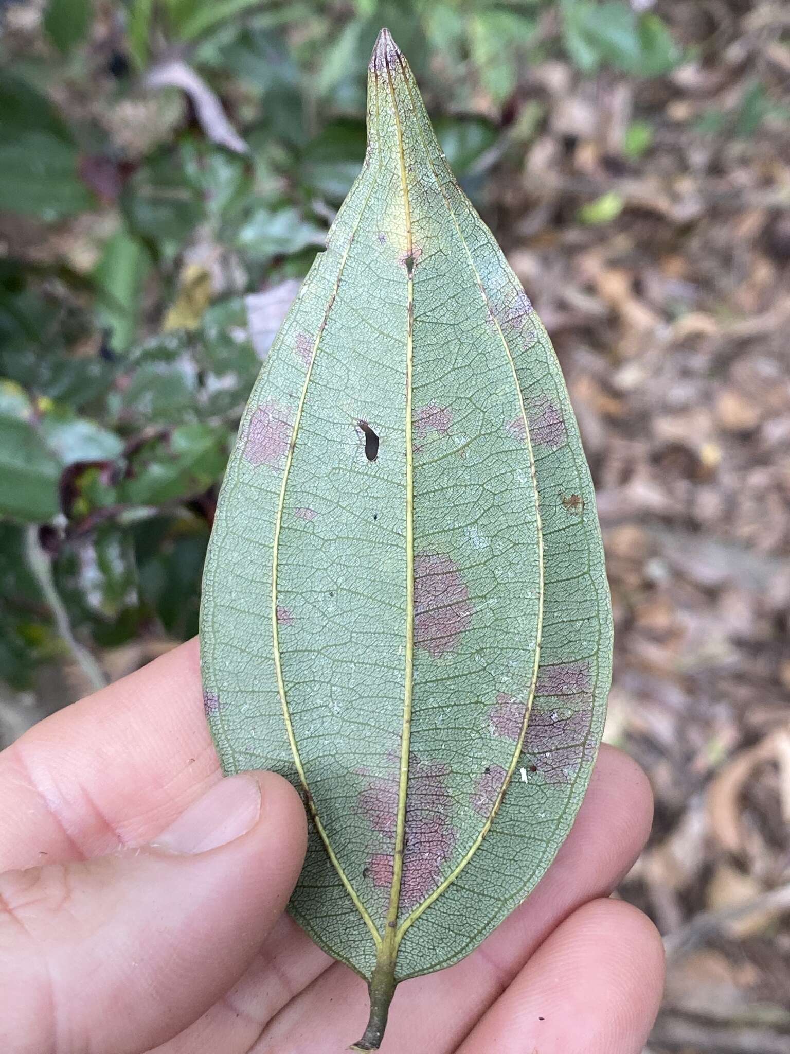 Image of Rhodamnia glauca Bl.