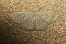 صورة Idaea uniformis Warren 1896