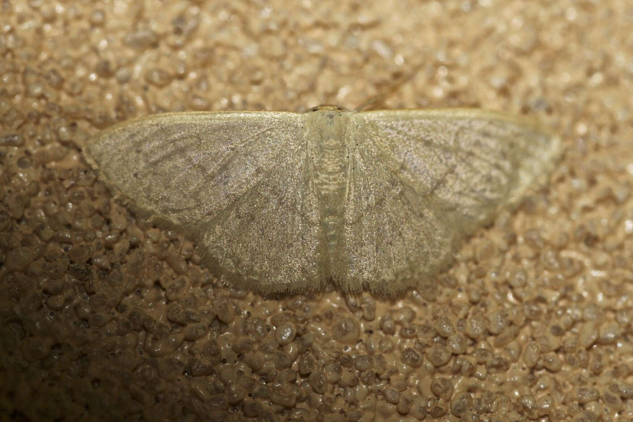 صورة Idaea uniformis Warren 1896