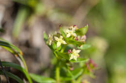 Plancia ëd Galium nankotaizanum Ohwi