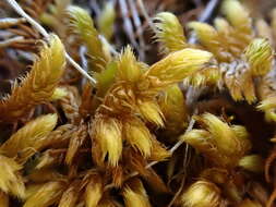 Image of Golden Tundra-moss