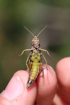 Image of Common green grasshopper