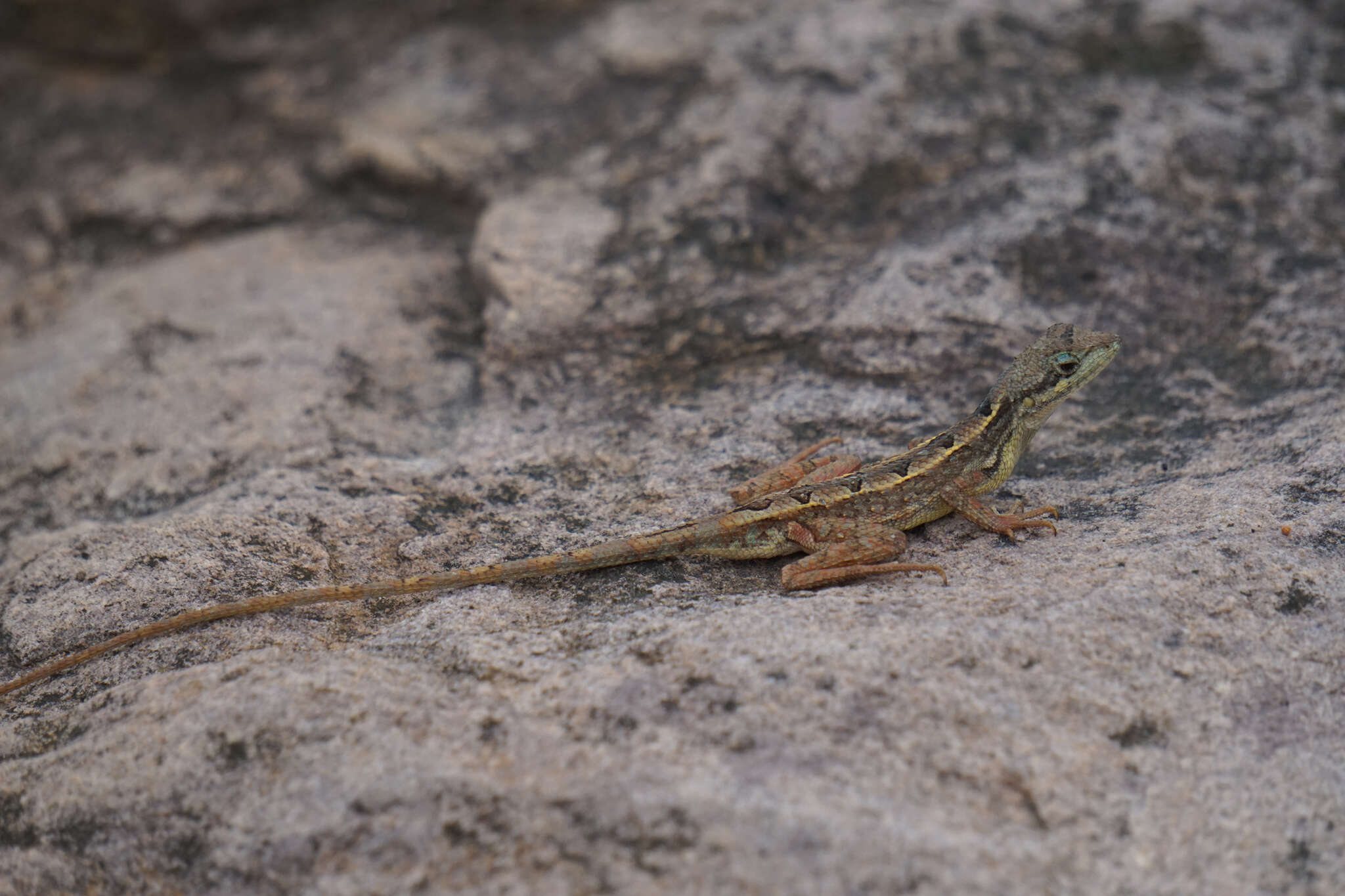 Image of Sitana spinaecephalus Deepak, Vyas & Giri 2016