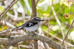 Image of White-browed Robin