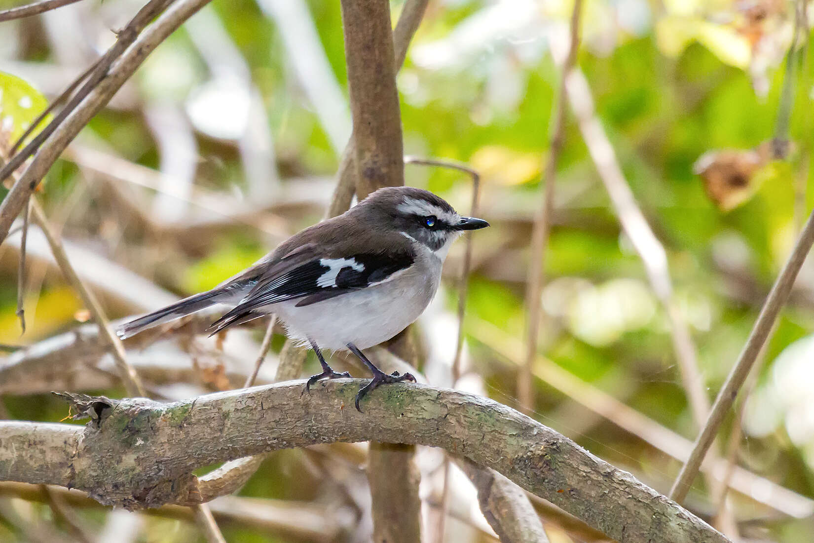 Image of White-browed Robin