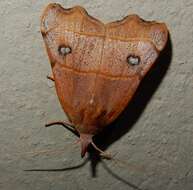 Image of Hondryches phalaeniformis Guenée 1852