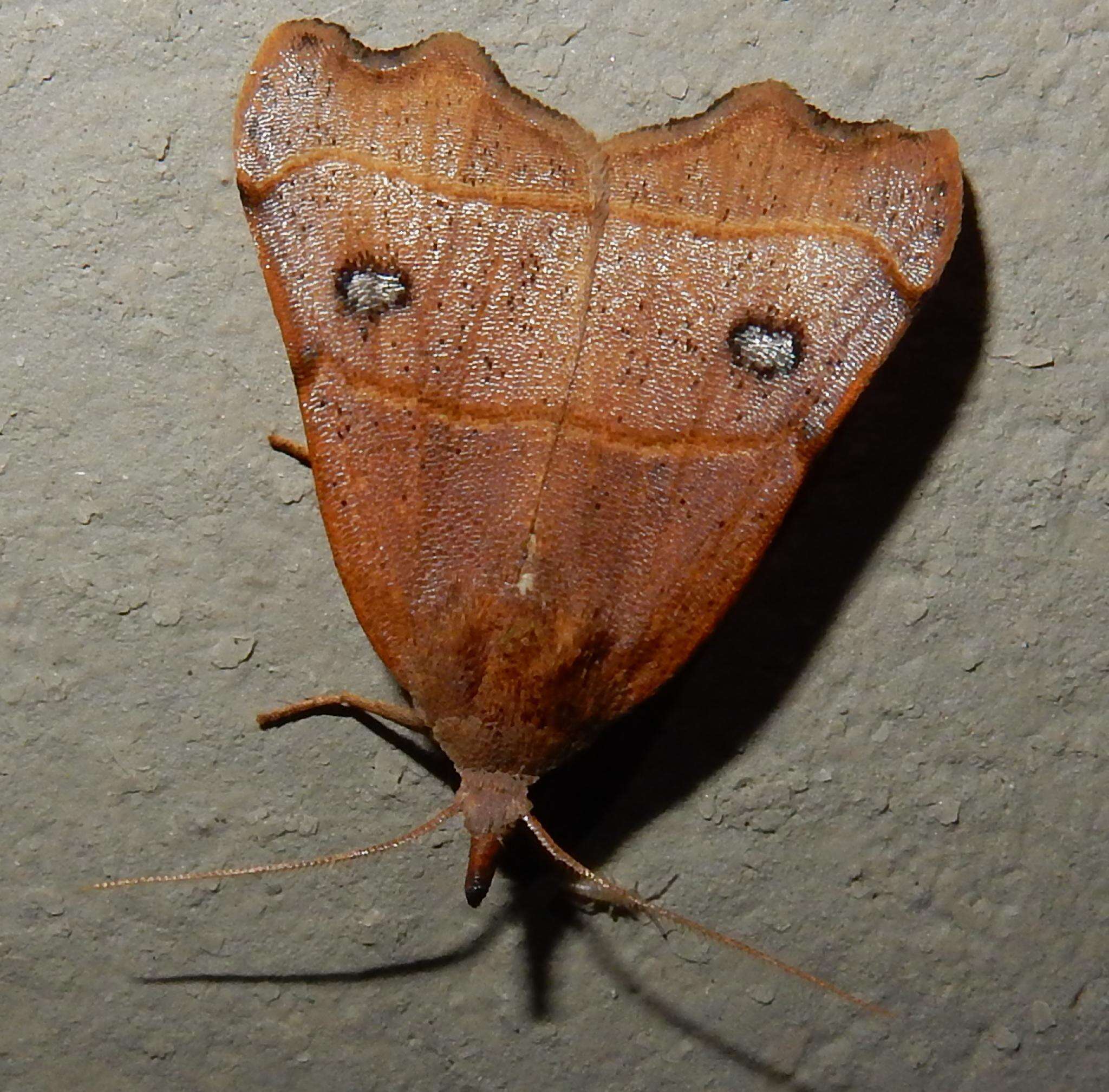 Image of Hondryches phalaeniformis Guenée 1852