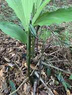 Image of Phaius flavus (Blume) Lindl.