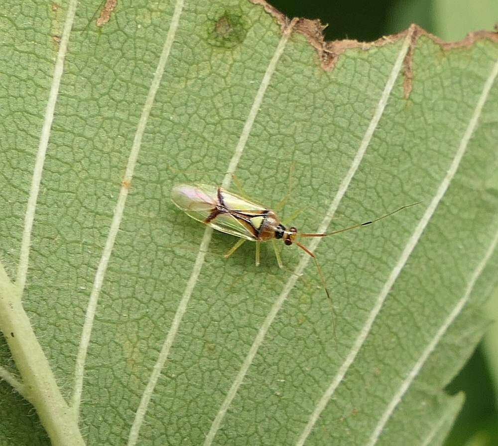 Image of Hyaliodes harti Knight 1941