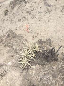 Imagem de Tillandsia latifolia Meyen