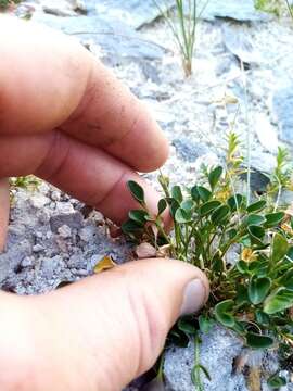 Image of Cardamine magnifica