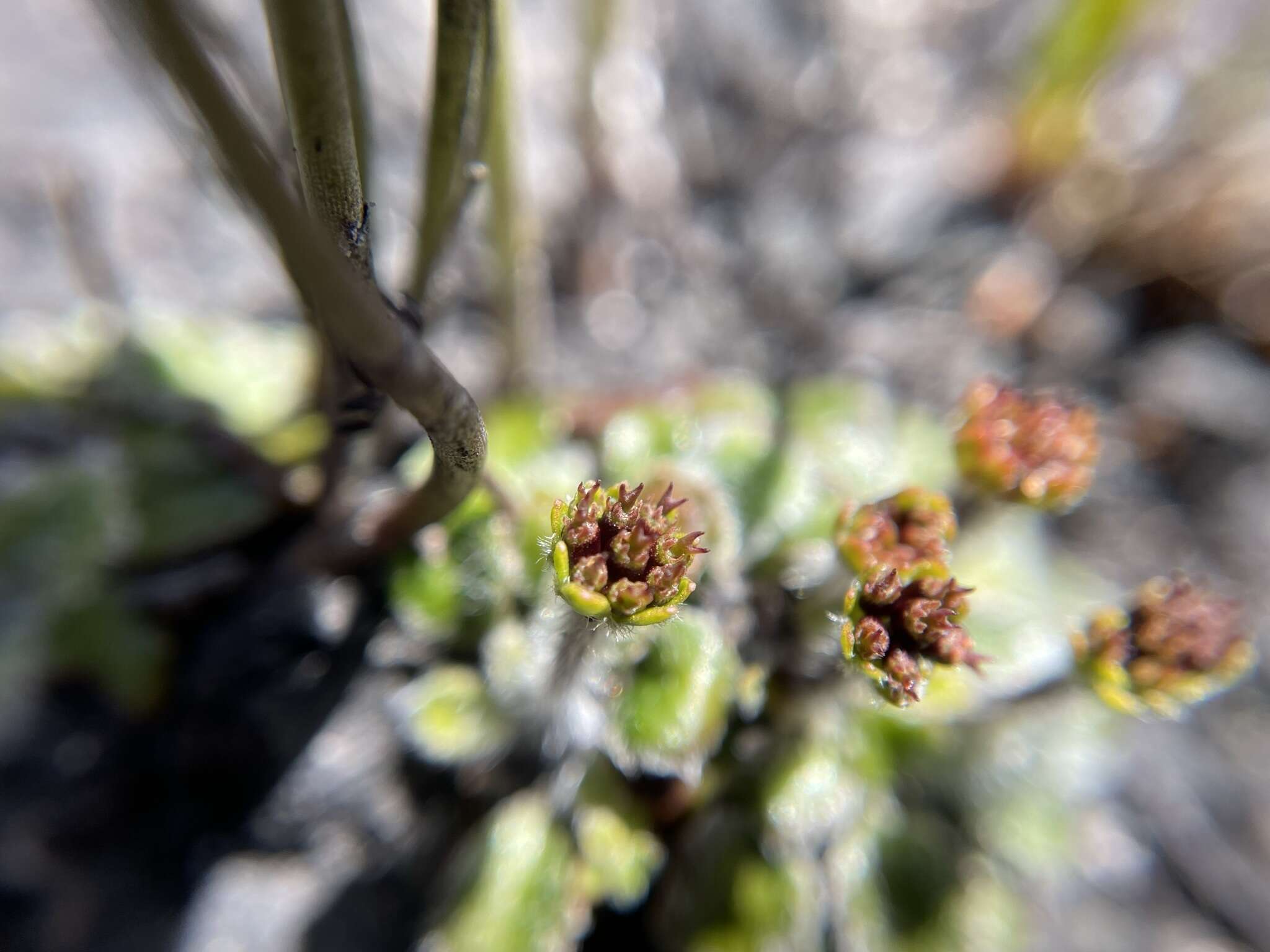 Actinotus bellidioides (Hook. fil.) Benth. resmi