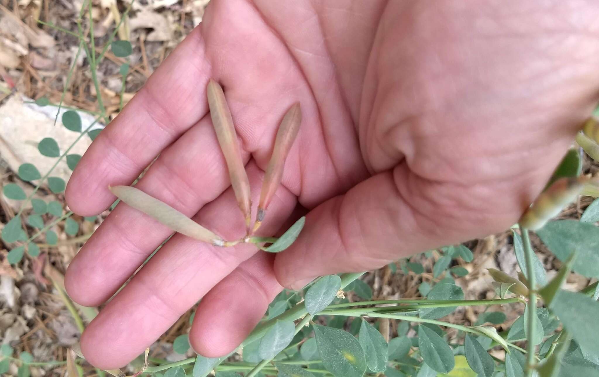 Image of big deervetch