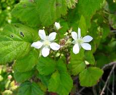 Слика од Rubus ursinus Cham. & Schltdl.