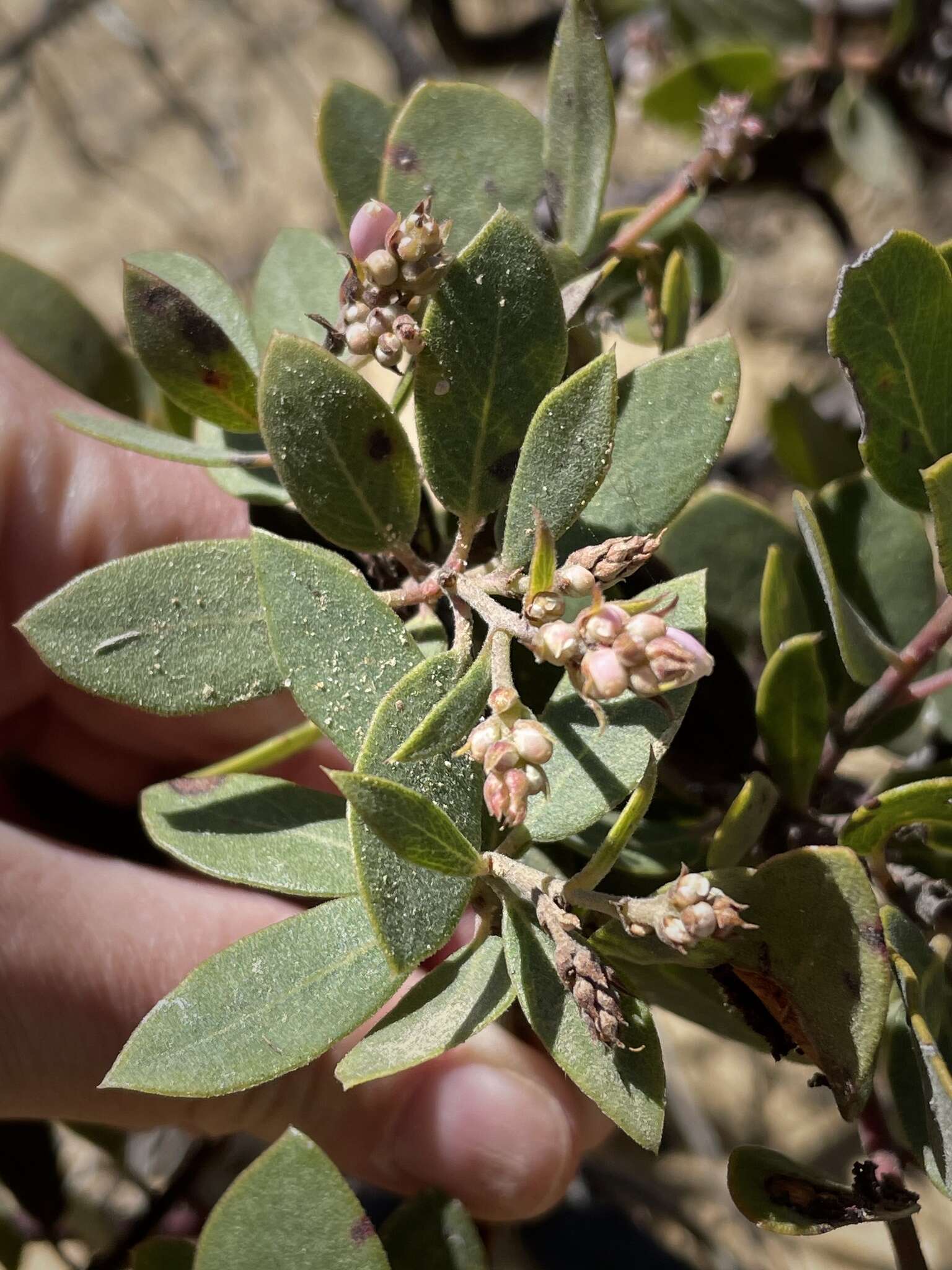 Image of Del Mar manzanita