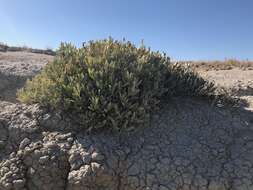 Image of valley saltbush