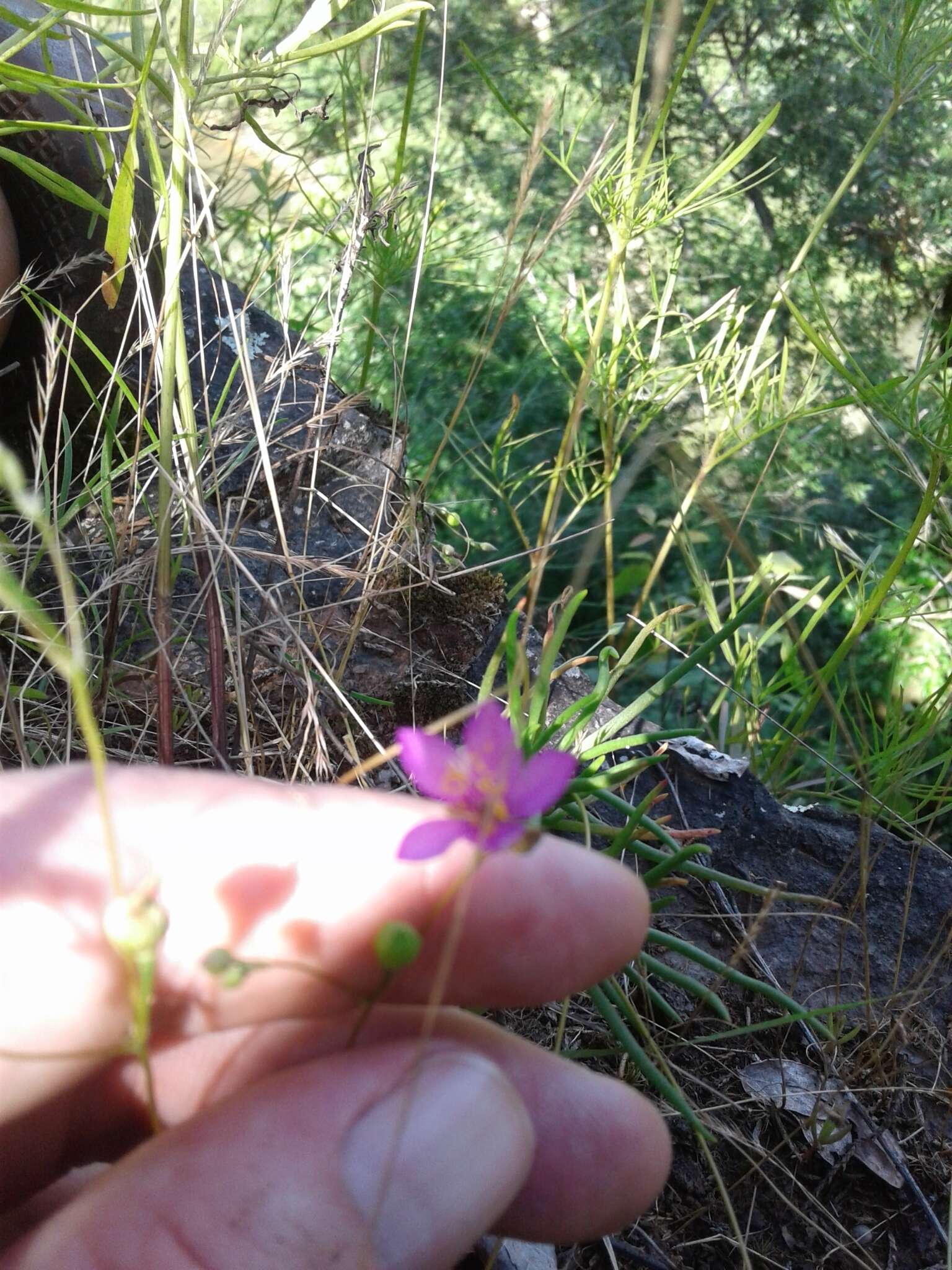 Image of prairie fameflower