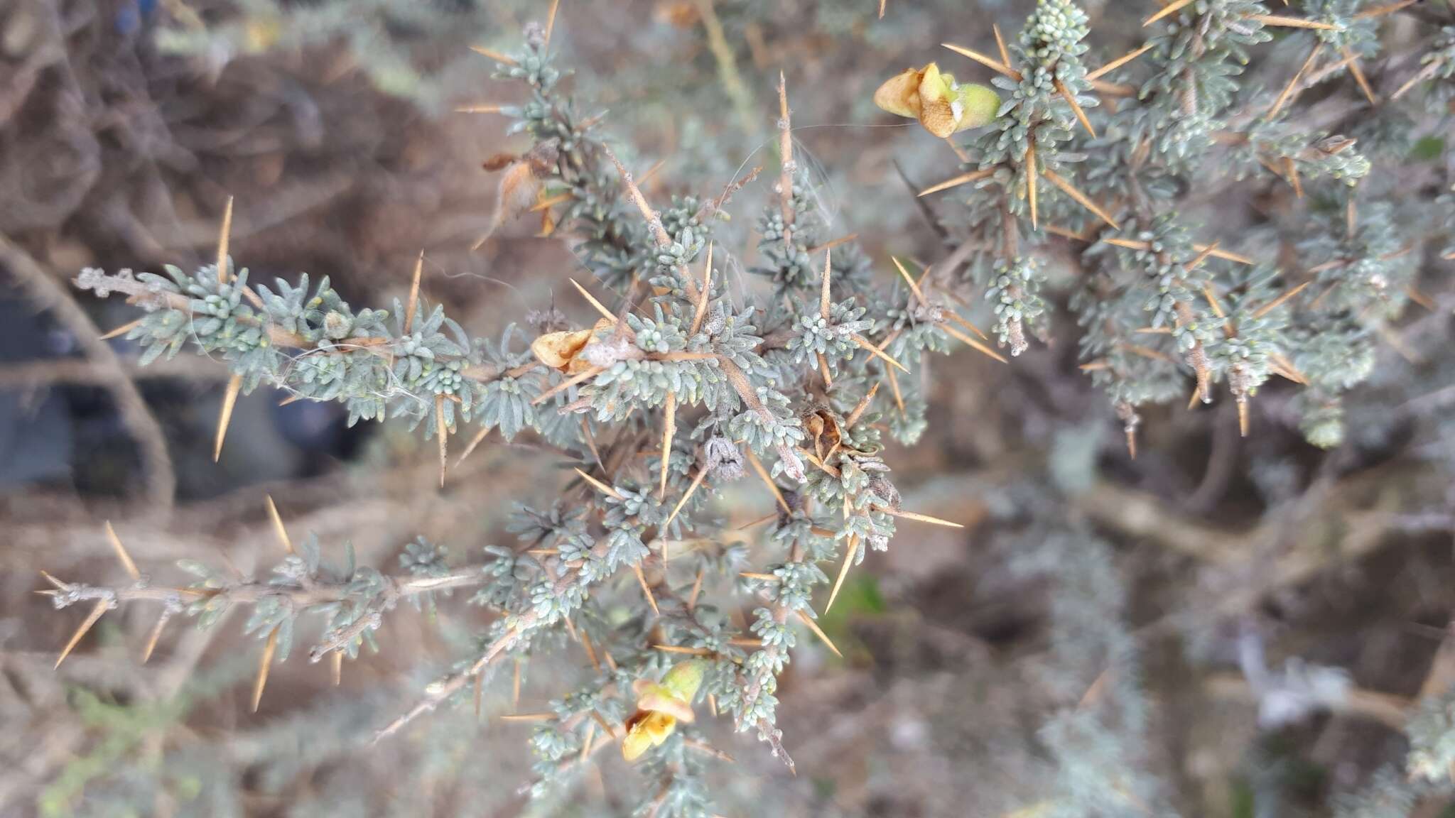 Plancia ëd Aspalathus acanthophylla Eckl. & Zeyh.