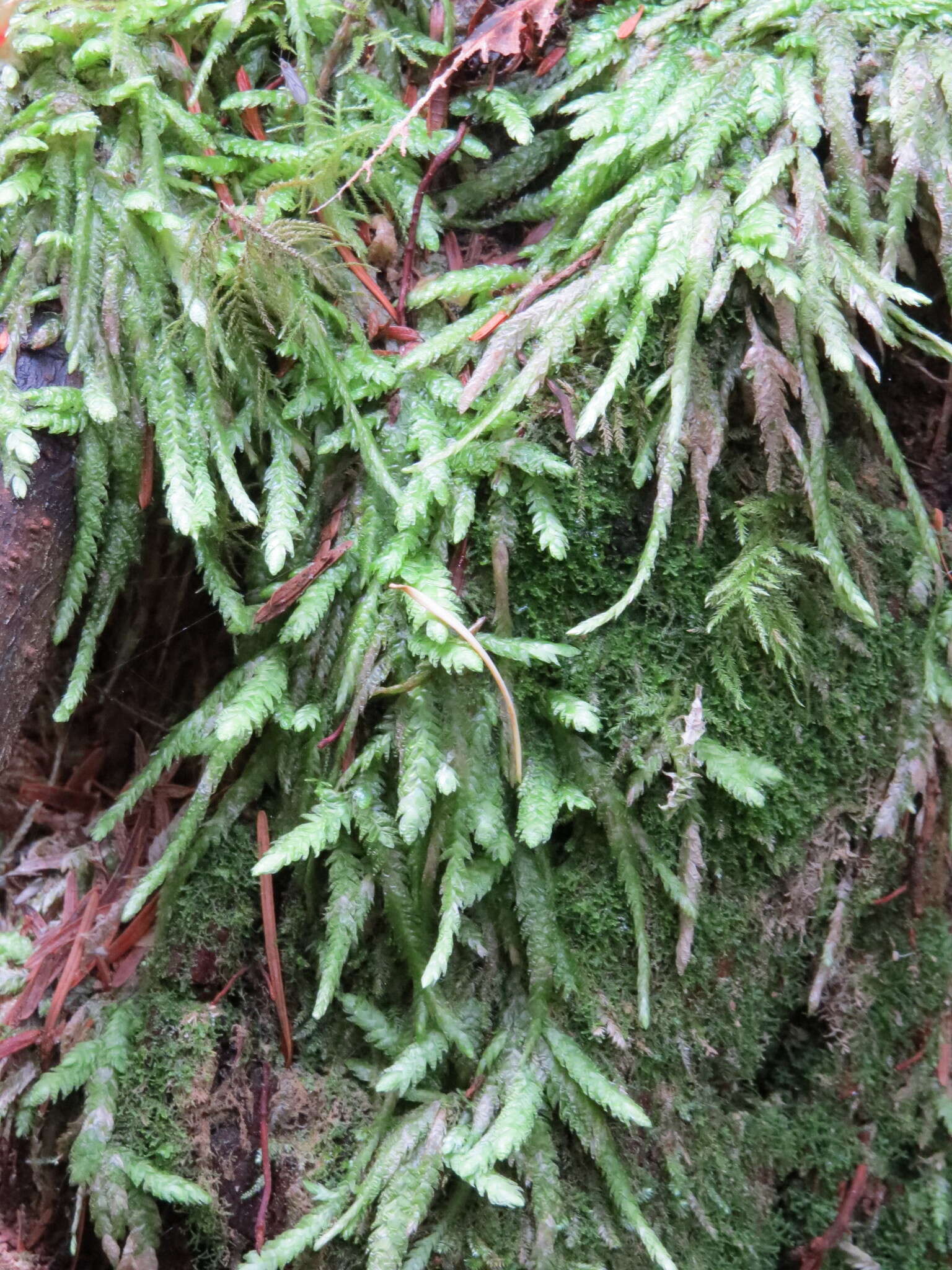 Image of waved silk-moss