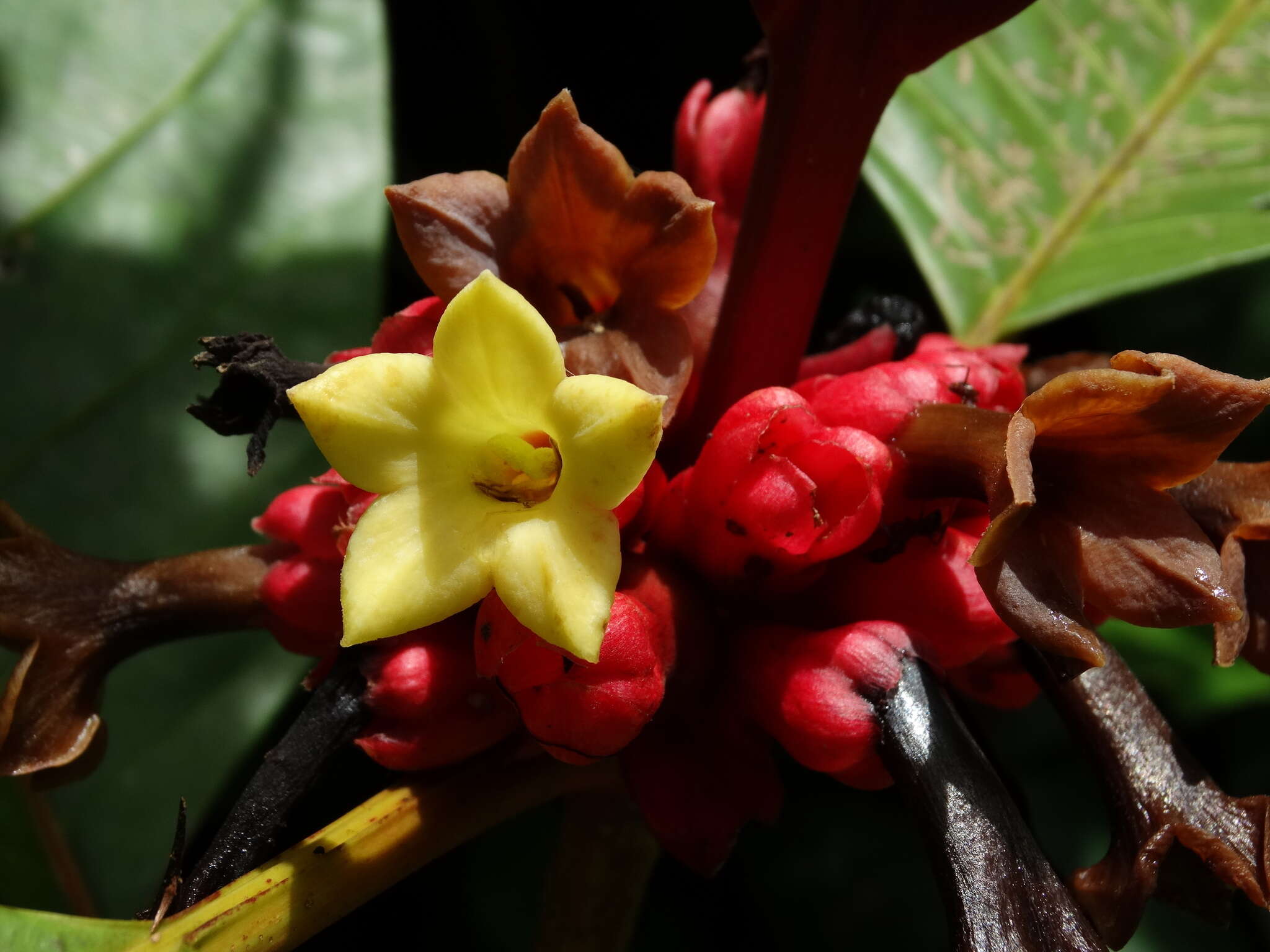 Image of Pentagonia macrophylla Benth.