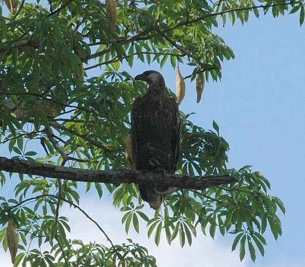 Haliaeetus vociferoides Des Murs 1845 resmi