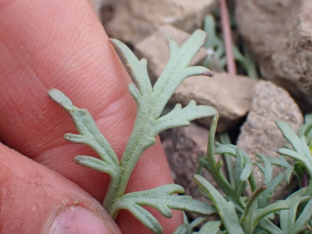 Image of Mt. Hamilton tickseed