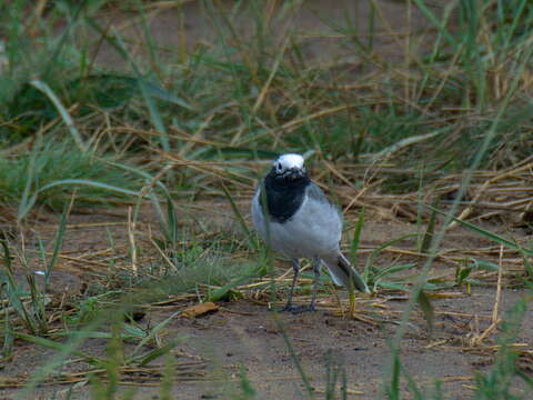 Image of Motacilla alba personata Gould 1861